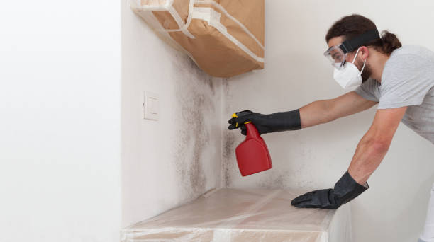 Professional Attic Mold Removal technician working in Lilly, PA