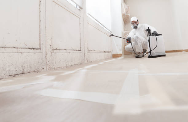 24/7 Emergency Attic Mold Removal experts in Lilly, PA